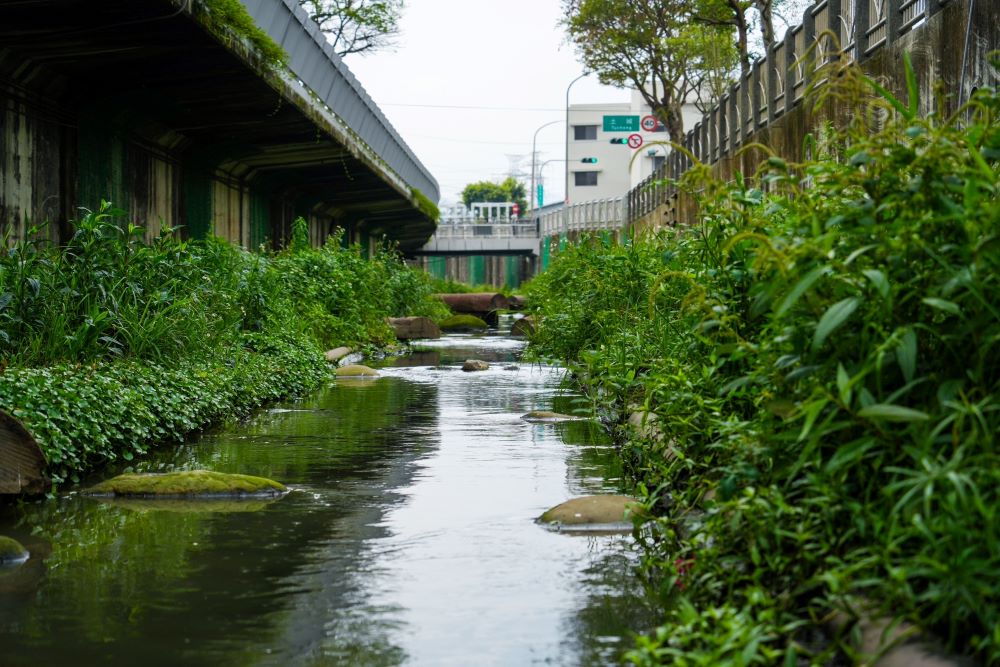 紅冠水雞築巢孵育新生命 中和藤寮坑溝藏「彩蛋」 2 《圖說》藤寮坑溝二期設置原木壩及擾流工,並在渠底增設10處深潭,藉此提供魚類棲息地。〈水利局提供〉