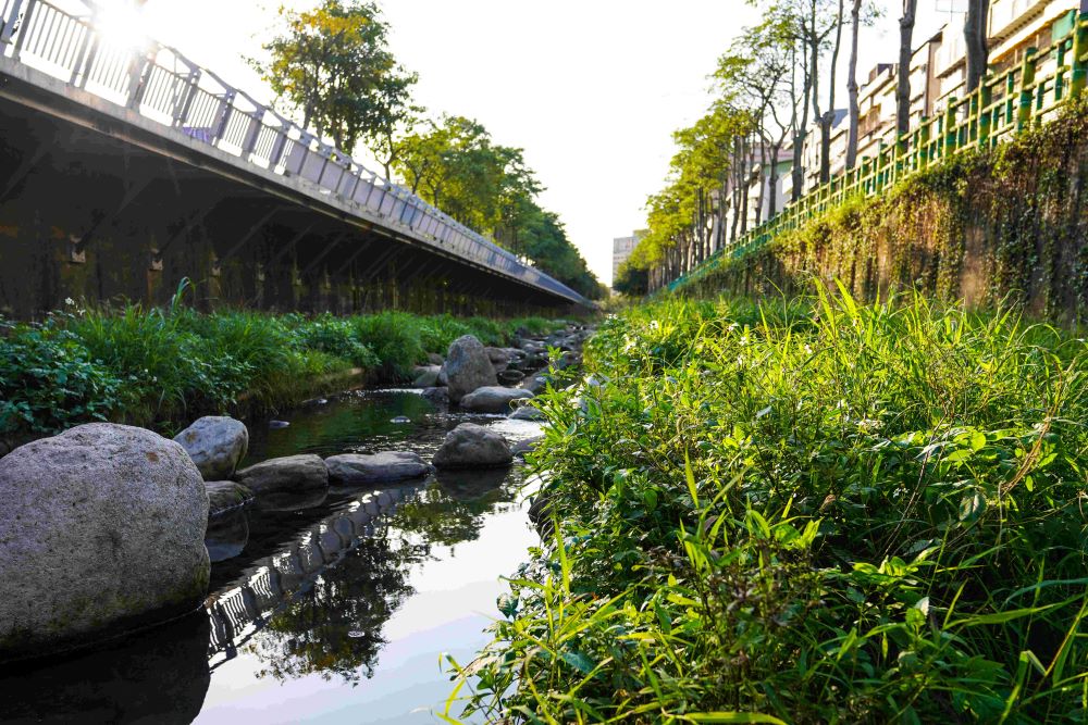 紅冠水雞築巢孵育新生命 中和藤寮坑溝藏「彩蛋」 4 《圖說》藤寮坑溝一期運用砌石工法創造河道蜿蜒與急緩流變化。〈水利局提供〉