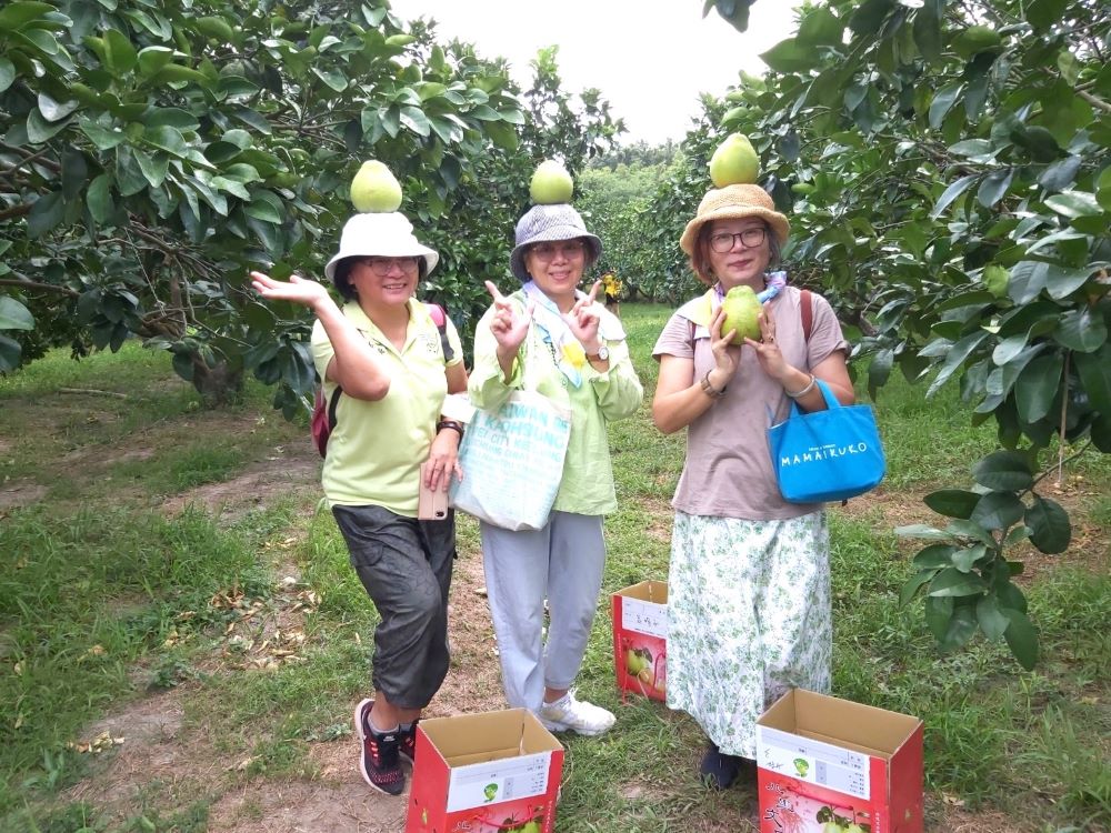 《圖說》八里農會推出「文旦採果一日遊」體驗活動。〈農業局提供〉