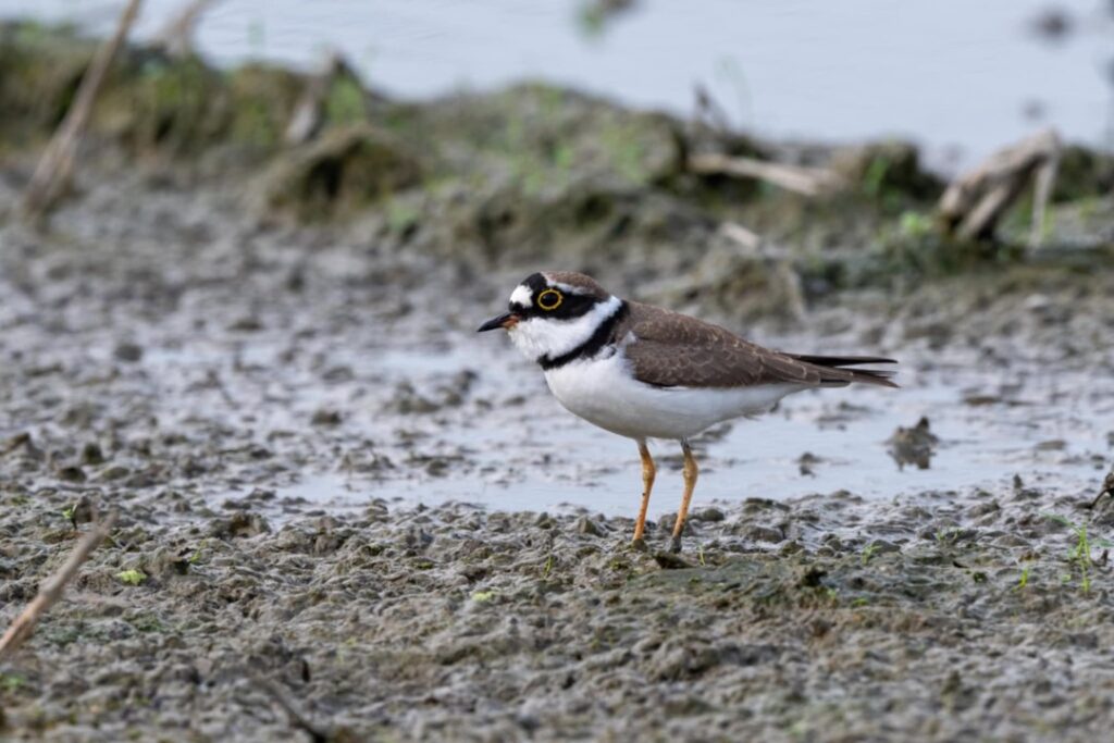 %E7%94%B0%E5%AF%AE%E6%B4%8B%E5%85%A8%E7%90%83%E7%9F%A5%E5%90%8D%E7%9A%84%E9%B3%A5%E9%A1%9E%E7%B7%9A%E4%B8%8A%E8%B3%87%E6%96%99%E5%BA%ABeBird%E9%B3%A5%E9%A1%9E%E7%B4%80%E9%8C%84%E9%81%94367%E7%A8%AE%EF%BC%8C%E5%9C%96%E7%82%BA%E5%B0%8F%E7%92%B0%E9%A0%B8%E9%B4%B4%E9%99%B3%E6%98%8E%E8%8A%AB%E6%94%9D%E5%BD%B1