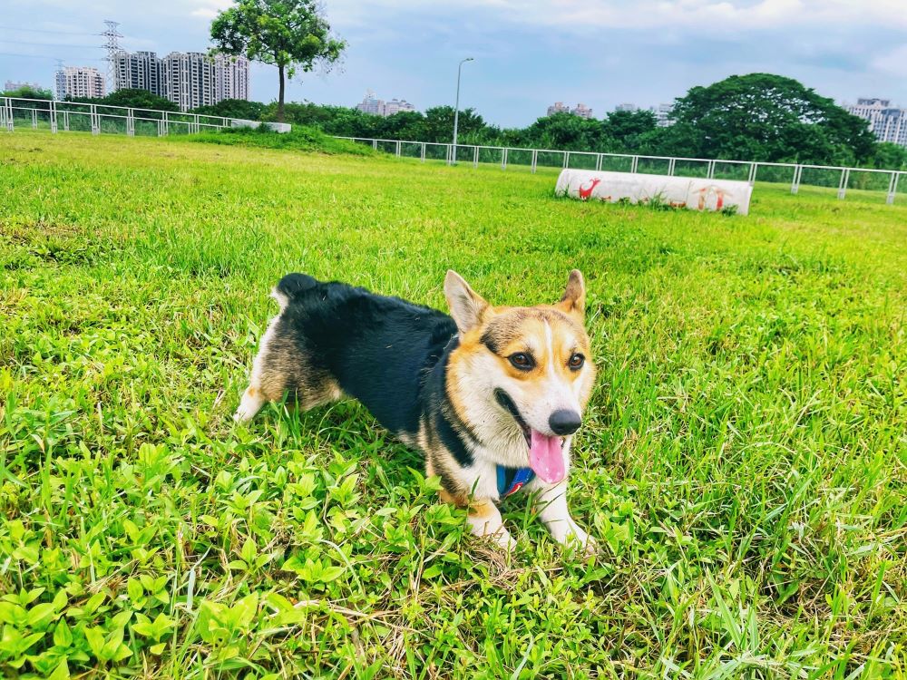 陪毛孩歡度「國際狗狗日」 新北河濱 7座寵物公園首選 1 《圖說》新北河濱寵物公園內設有簡易訓練設施,可讓毛孩鍛鍊體能。〈高灘處提供〉