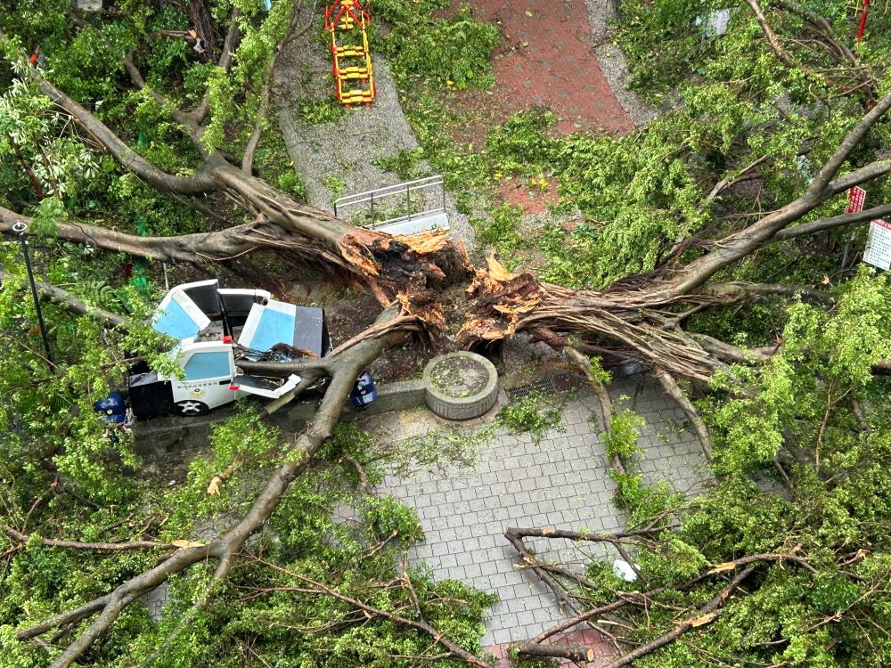 《圖說》中和公園樹倒資料照片。〈中和區公所提供〉