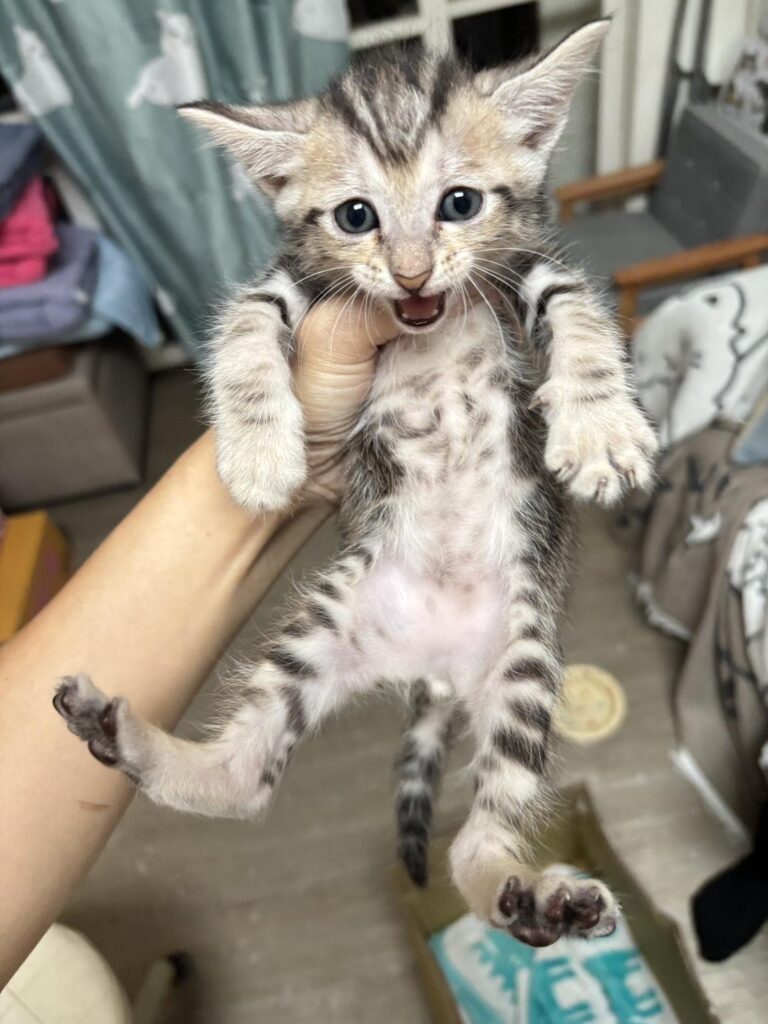 喵星人守護關懷協會・板橋喵屋推動流浪貓救援與送養:把「幫貓也幫人」變成日常行動 | 索引新聞 INDEX News 喵星人守護關懷協會・板橋喵屋推動流浪貓救援與送養:把「幫貓也幫人」變成日常行動