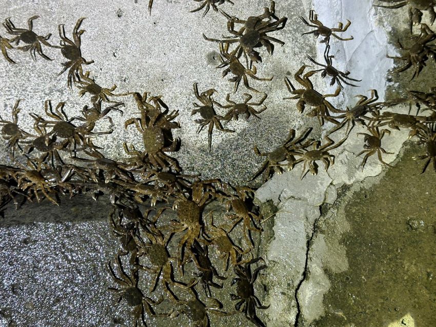 《圖說》密密麻麻的毛蟹。〈水利局提供〉