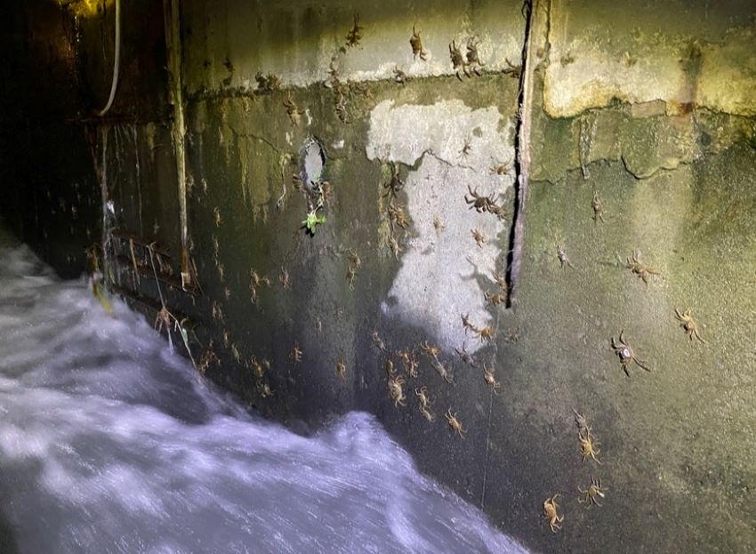 《圖說》成群毛蟹沿堰體攀爬的畫面，「這是一件令人振奮的生態喜訊！」。〈水利局提供〉