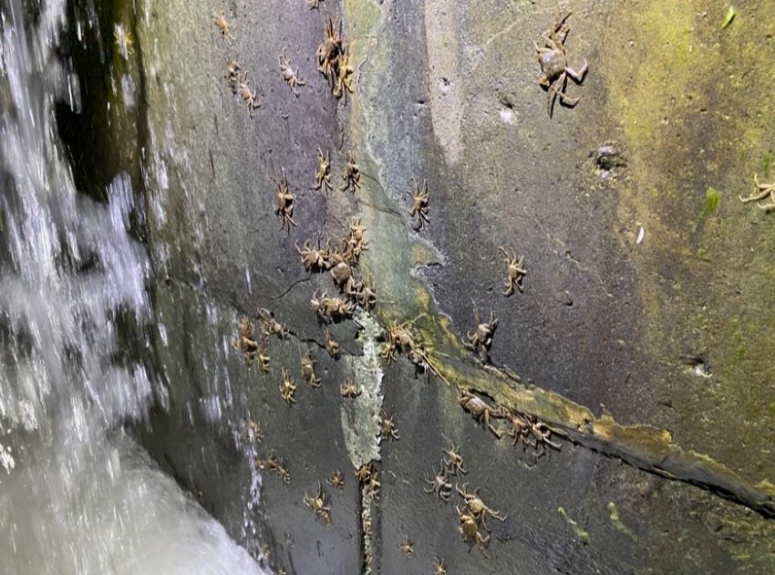 《圖說》毛蟹在湍急的水流中沿著堰體垂直攀爬。〈水利局提供〉