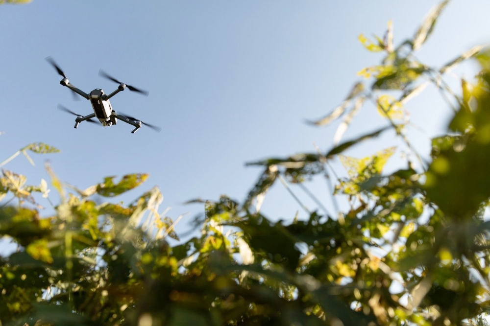 圖▲美國黃豆。（圖/美國黃豆出口協會提供）