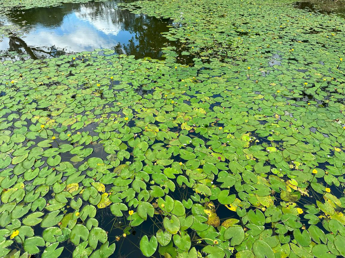 小精靈表演點水秀 永春陂公園成蜻蜓天堂 1 05c5735e 15c1 45fe 9994 db7b8c1f508b 1