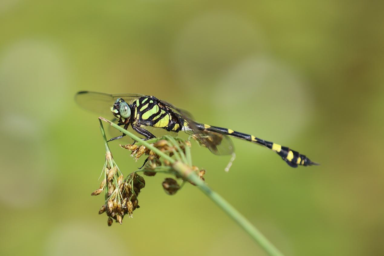 小精靈表演點水秀 永春陂公園成蜻蜓天堂 2 c5827573 2c5b 4c05 8c8c 091590424537
