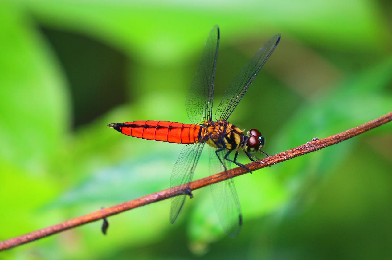 小精靈表演點水秀 永春陂公園成蜻蜓天堂 3 827eac31 0d64 41e2 bb3a c893970b40ff