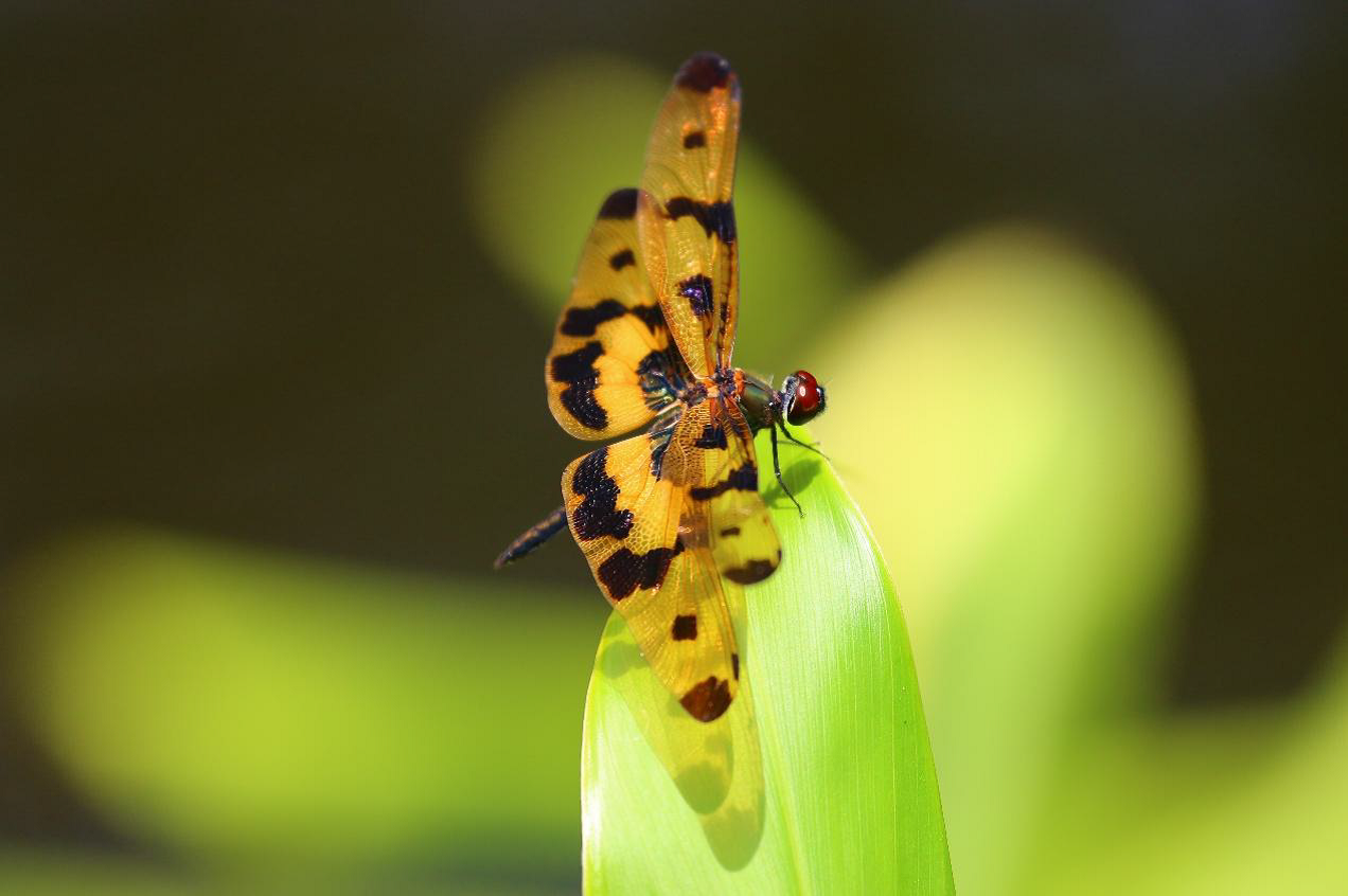 小精靈表演點水秀 永春陂公園成蜻蜓天堂 4 40a48e9e 575f 4d8a b98a 04665893aa3f