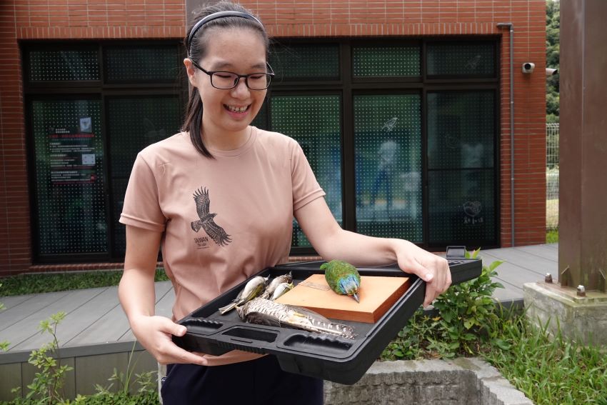 《圖說》野鳥撞玻璃回報社團版主謝季恆說明五色鳥撞玻璃情況。〈動保處提供〉