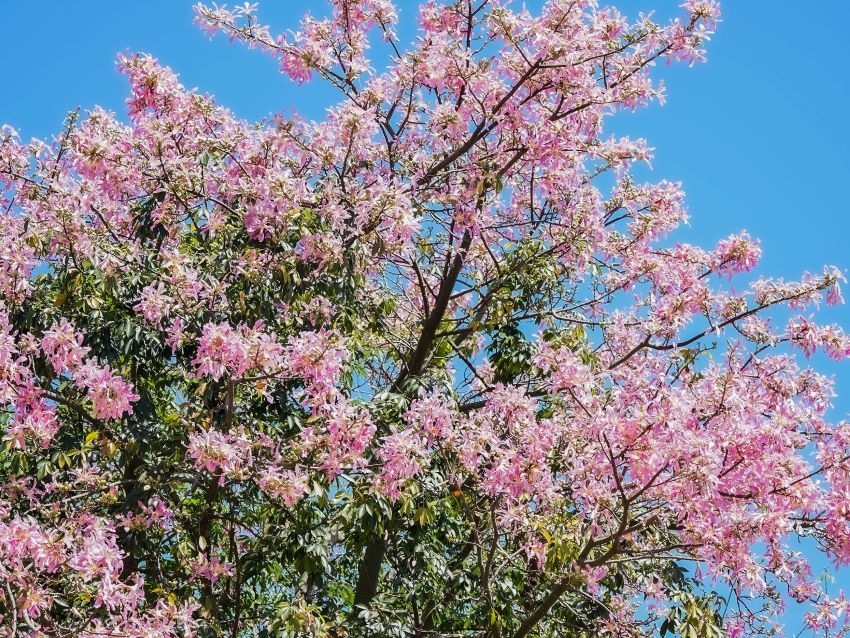 《圖說》宛如秋日櫻花的美人樹，與藍天綠葉相輝映。〈水利局提供〉