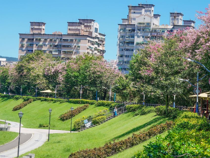 《圖說》三峽安溪步道的秘密！藏在林蔭間的粉色驚喜，讓散步變成一首詩。〈水利局提供〉