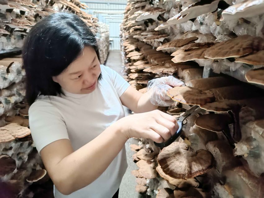 《圖說》小棲蘭森林農場靈芝。〈農業局提供〉