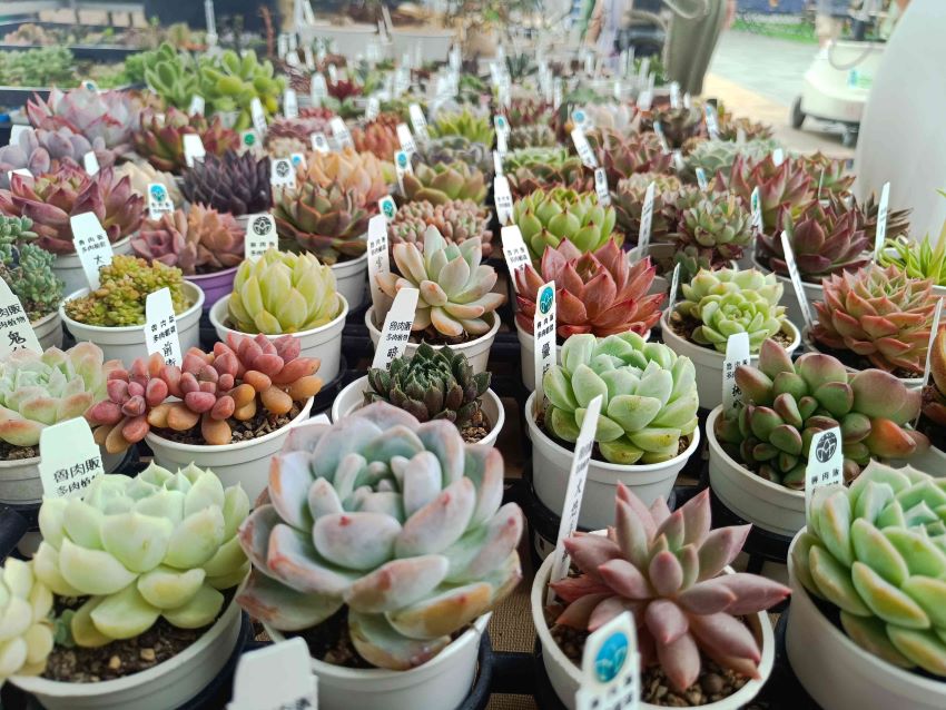 《圖說》空氣魔法育種農場(魯肉販)。〈農業局提供〉