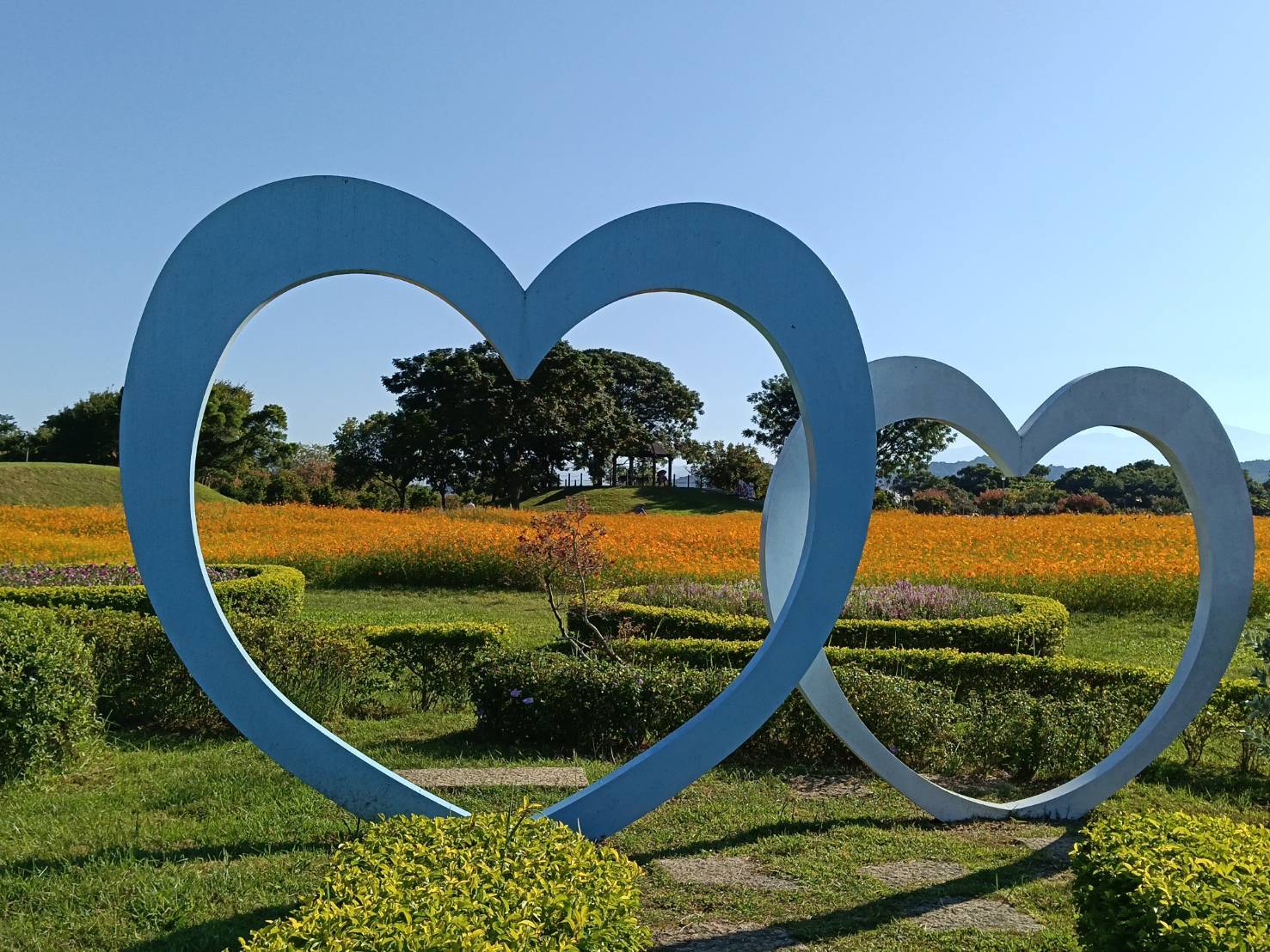 秋意漸濃！后里環保公園落羽松、黃波斯交織如畫　網友驚呼「全爆開了」！ | 索引新聞 INDEX News