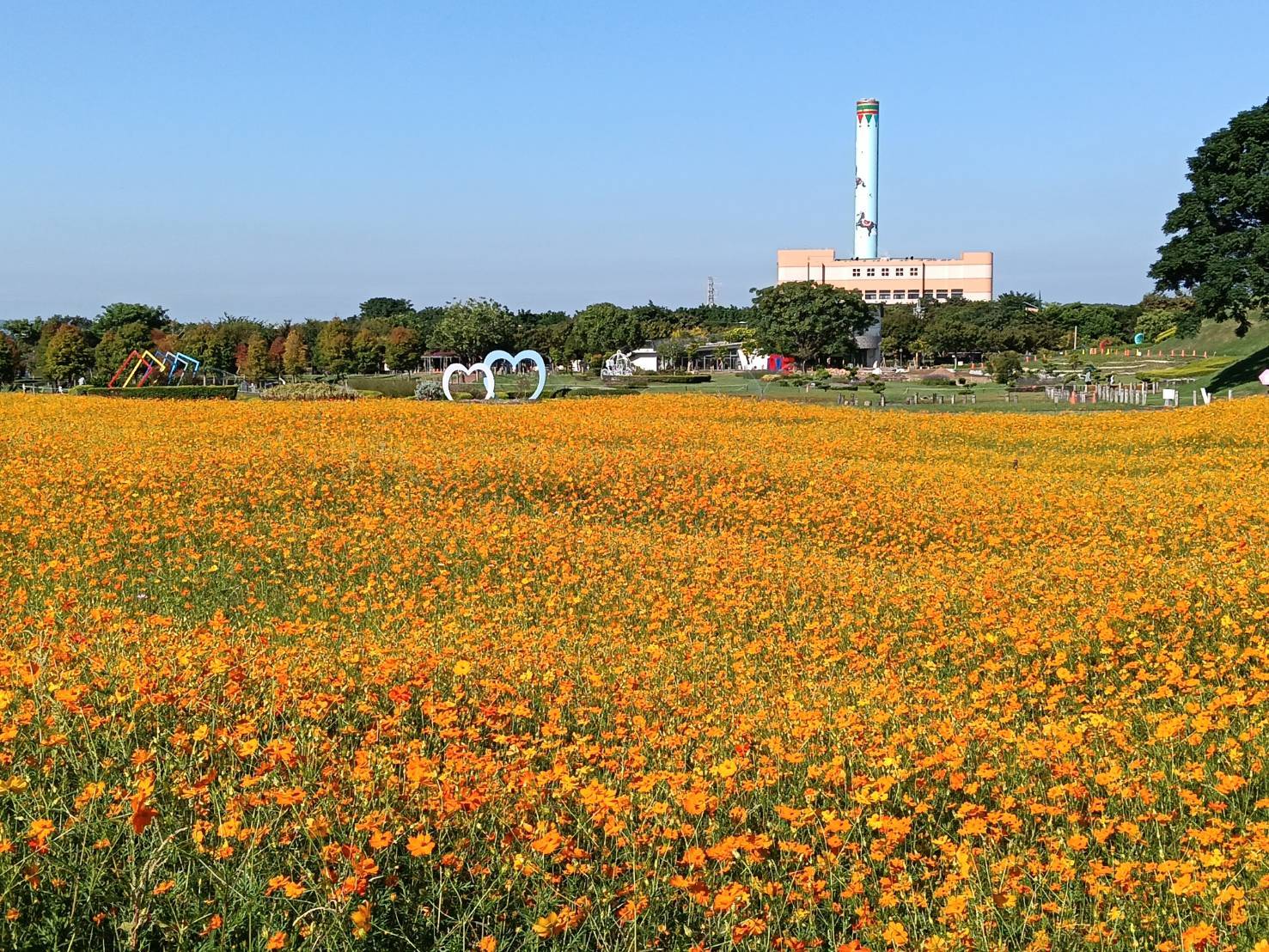 秋意漸濃！后里環保公園落羽松、黃波斯交織如畫　網友驚呼「全爆開了」！ | 索引新聞 INDEX News
