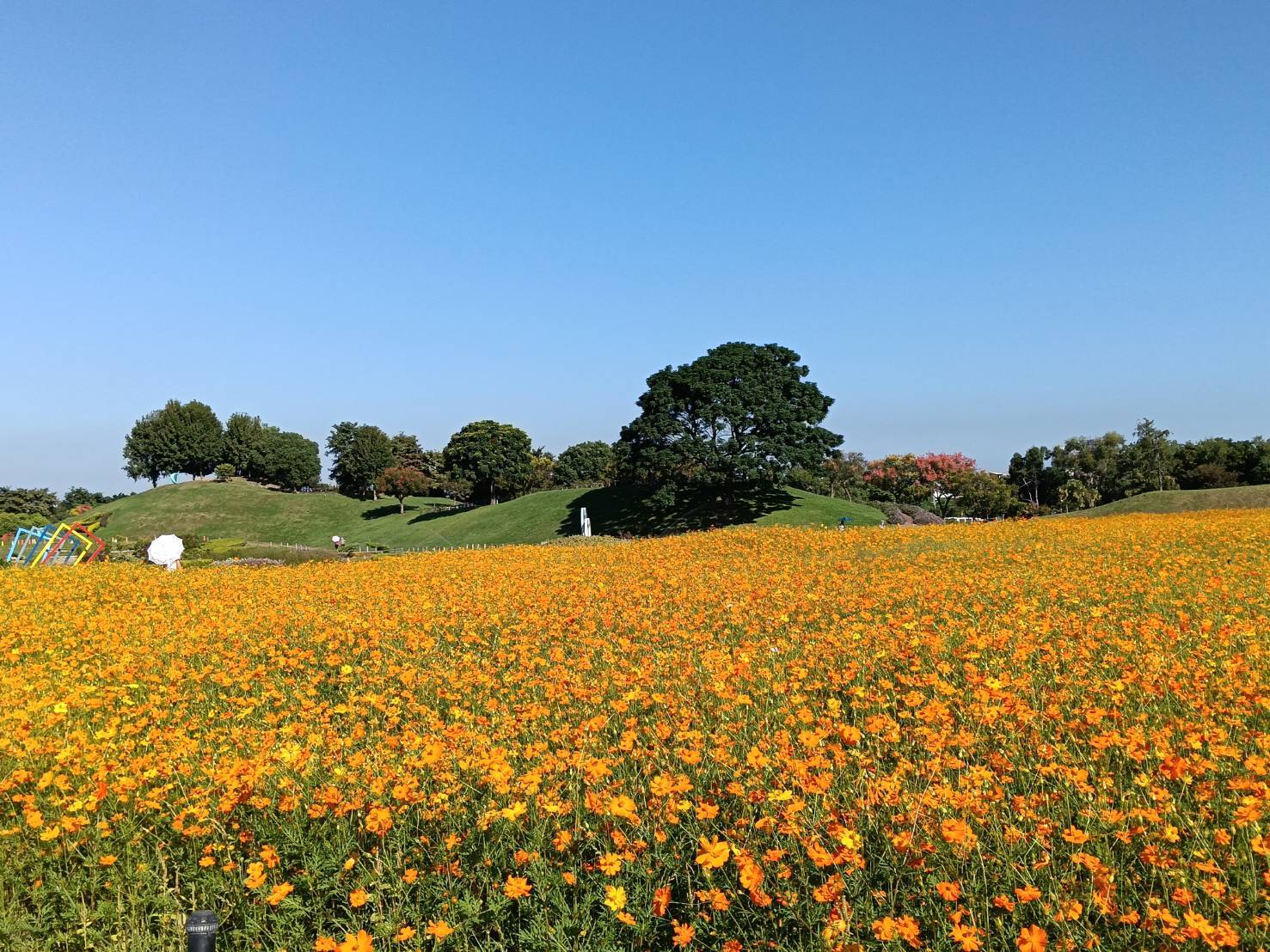 秋意漸濃！后里環保公園落羽松、黃波斯交織如畫　網友驚呼「全爆開了」！ | 索引新聞 INDEX News