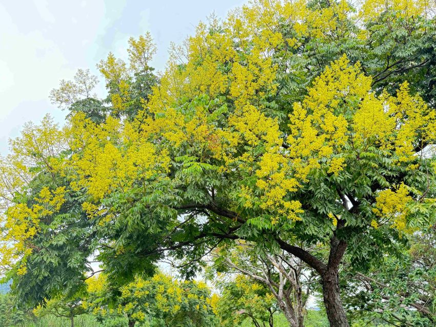《圖說》臺灣欒樹化身「臺灣金雨樹」秋季氛圍自然饗宴。〈高灘處提供〉