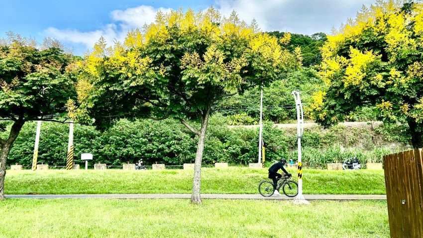 《圖說》綠色自行車道與金黃樹冠的協奏曲：臺灣欒樹為單車騎士打造的秋日畫報。〈高灘處提供〉
