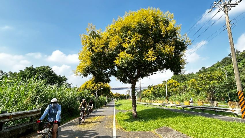 《圖說》樹林山佳自行車道打卡！臺灣欒樹金黃花簇盛開，享受微涼秋季騎旅。〈高灘處提供〉