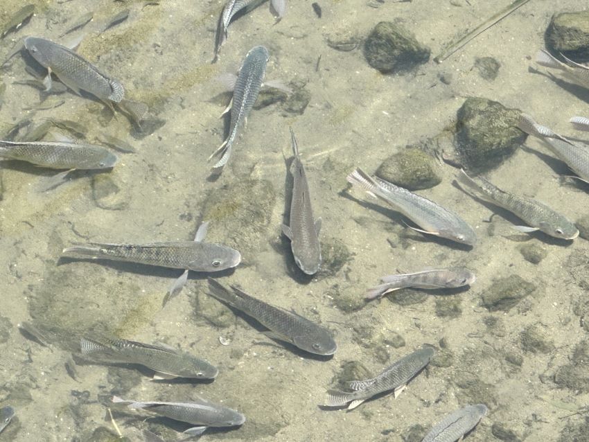 湳仔溝華麗轉身 侯:城市已「從掩鼻到微笑」 8 《圖說》魚群悠游於湳仔溝礫間區域,找回河川生命力。〈水利局提供〉