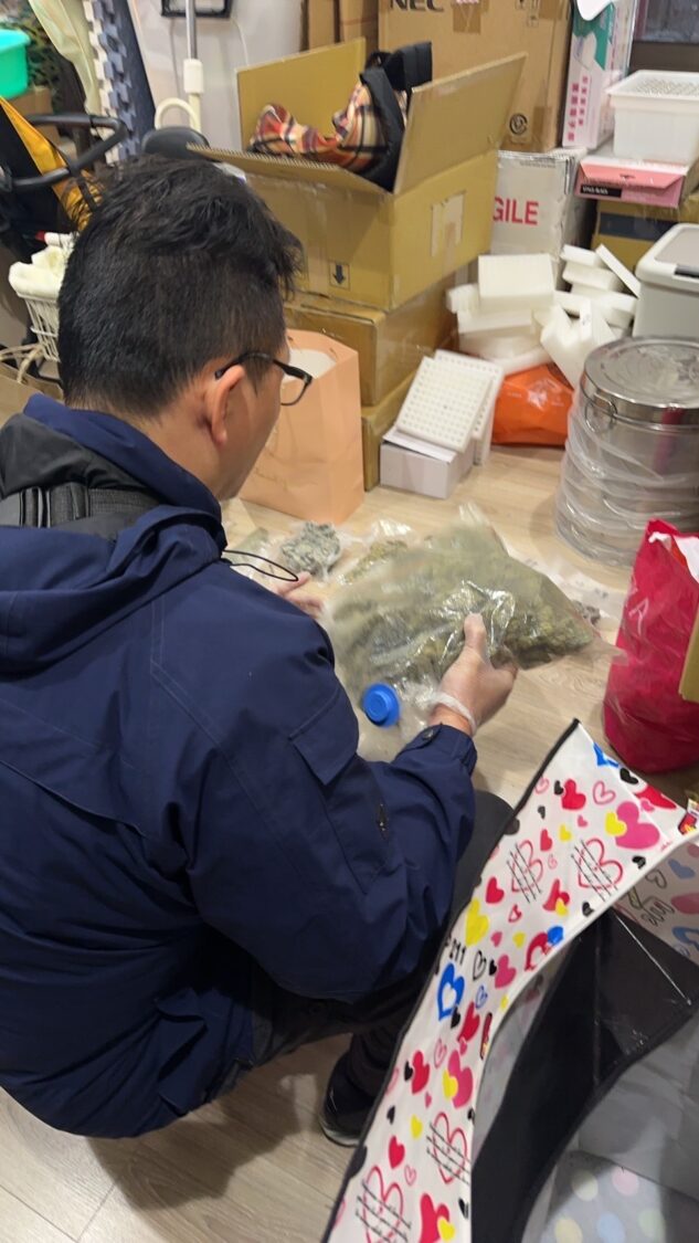 新北市刑警大隊查緝人員在現場發現大量大麻原料，逐一清點封存證物，展現專業辦案效率（圖／新北刑警大隊提供）