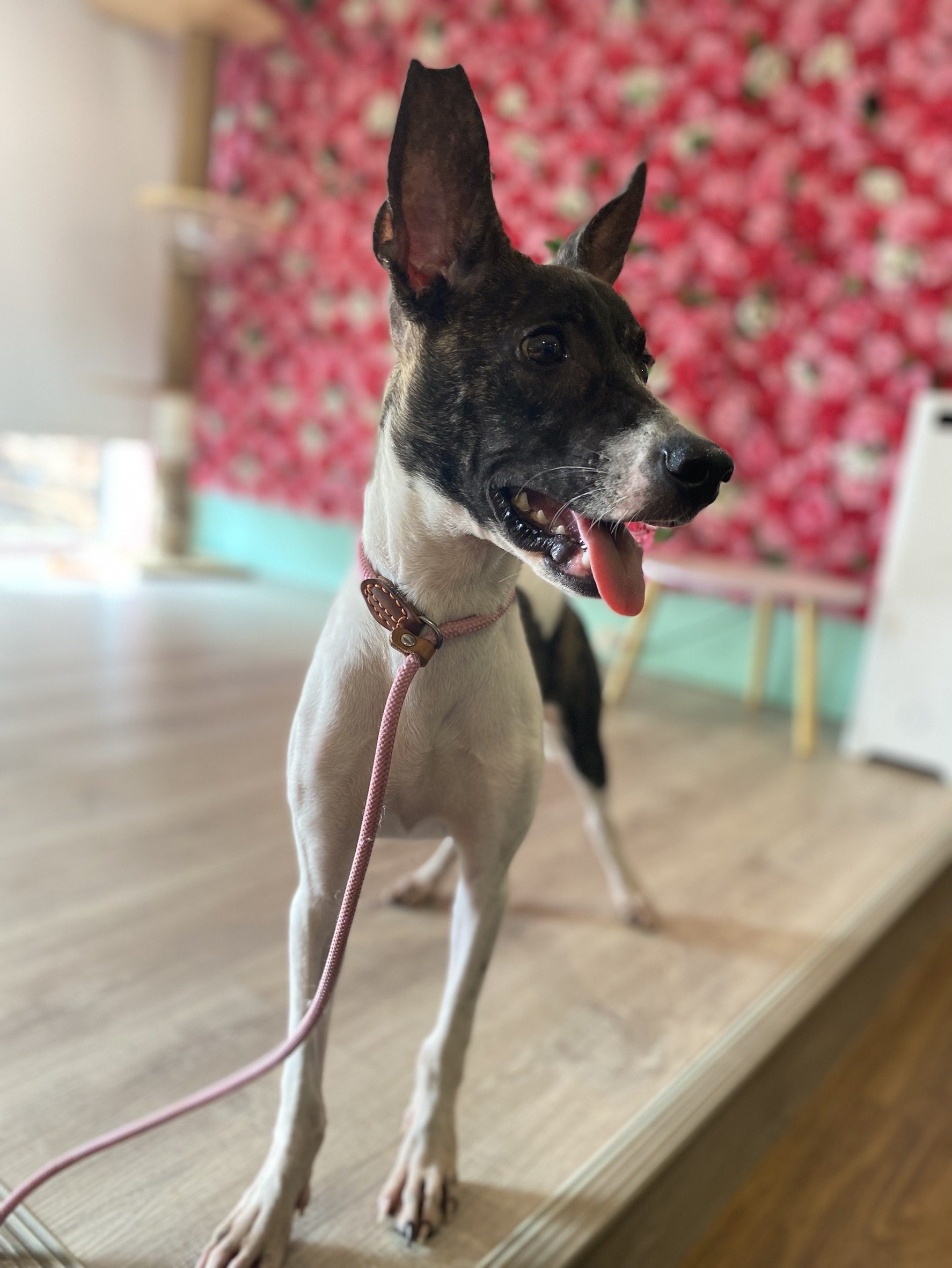 愛不止步！嘉義市攜手米克斯寵物友善餐廳打造幸福認養新據點 | 索引新聞 INDEX News