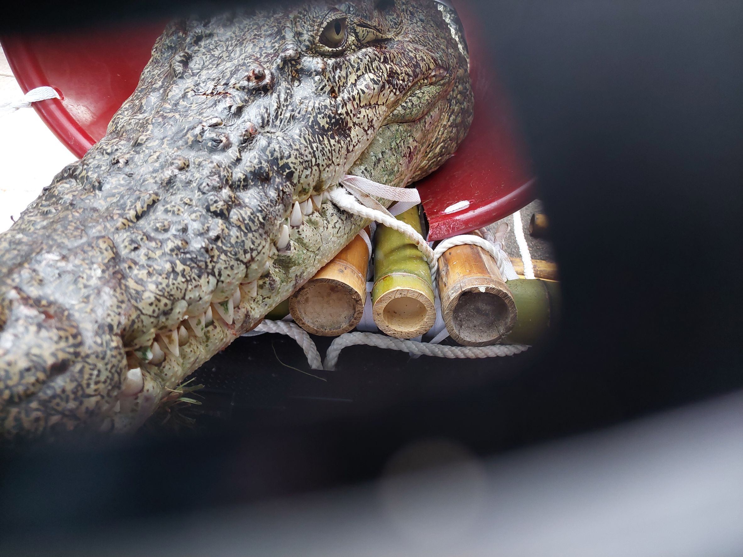 史上最狂抗議！飼主不滿斷生計　載3米巨鱷直衝立院 | 索引新聞 INDEX News