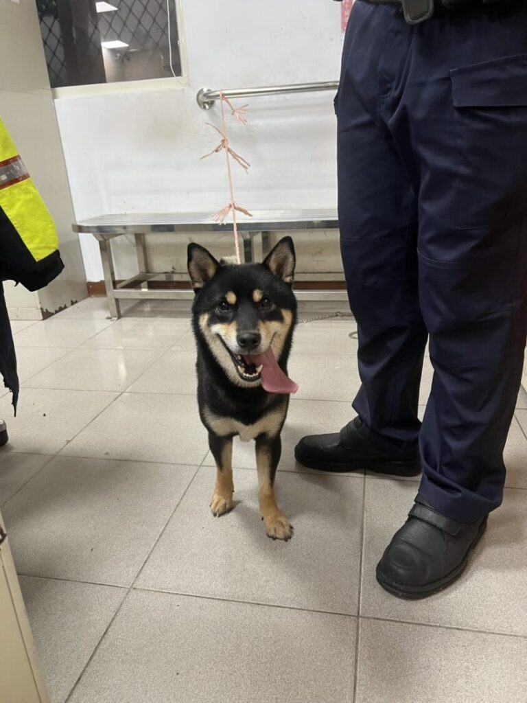 萌犬黑柴走失街頭 基二警熱心助平安返家 警方於現場熱情的照顧黑柴並協助帶黑柴回家。(圖/記者薛秀蓮 翻攝)