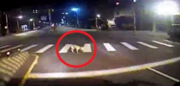 《圖說》行車紀錄。〈動保提供〉