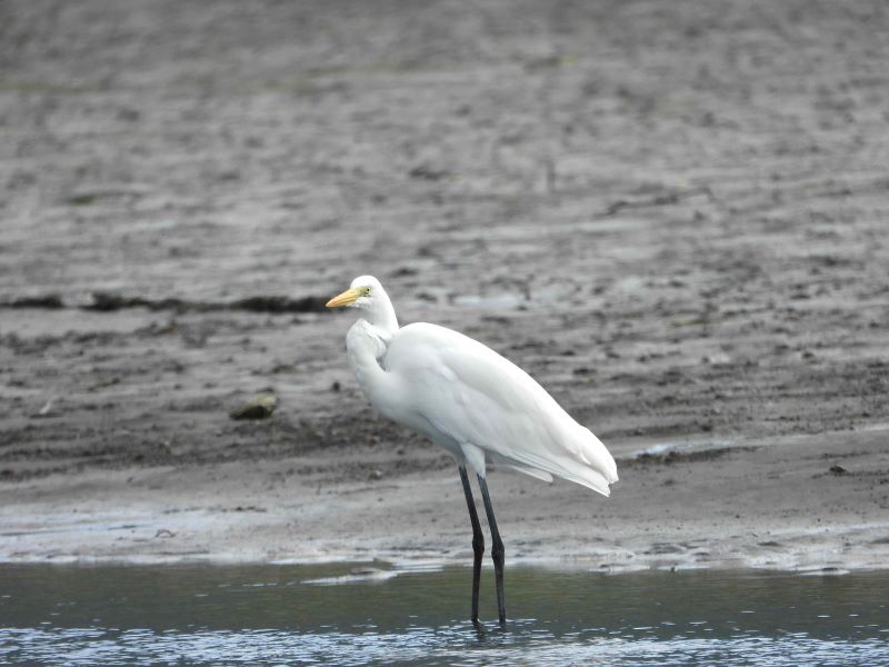 《圖說》紅樹林做為陸地與海洋間的堅實屏障，提供野生動物棲息之處，照片為大白鷺。〈農業局提供〉