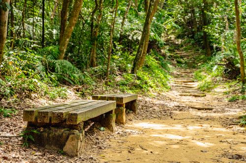 《圖說》歡迎大家一同走進茶山古道,放慢腳步、打開五感。〈觀旅局提供〉
