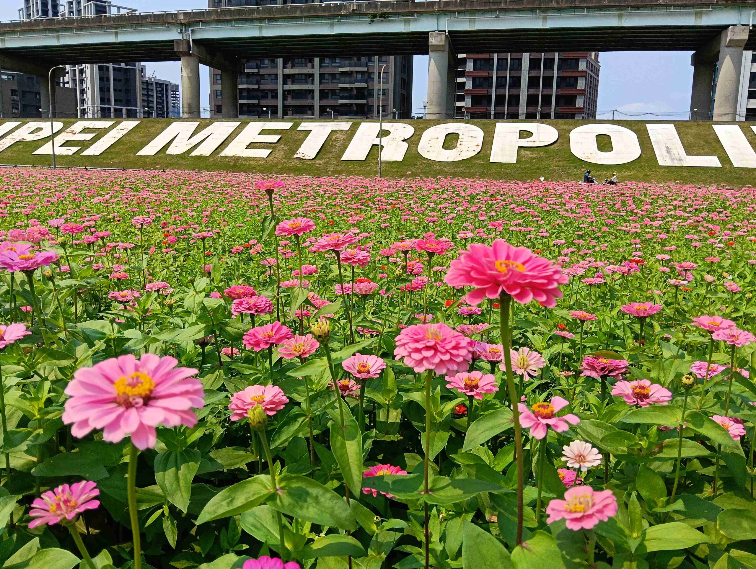 《圖說》新北大都會花海粉色百日草盛開中。〈高灘處提供〉