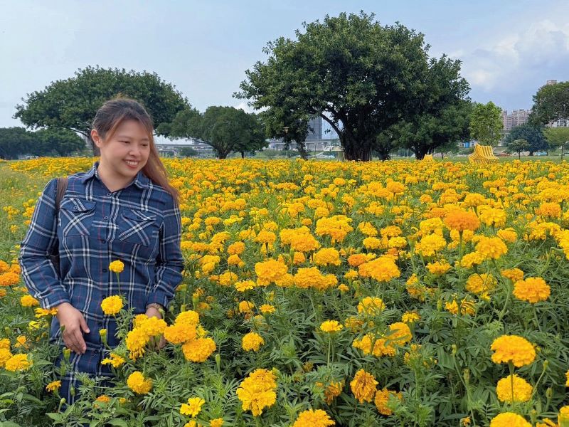 《圖說》午後暫駐於大都會公園金黃萬壽菊的盛放之間。〈高灘處提供〉