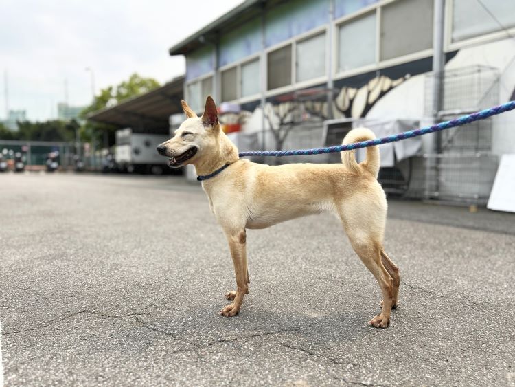 《圖說》受傷犬隻經妥善醫療與照護後，已恢復健康，並安置於板橋動物之家，放風開心模樣。〈動保處提供〉