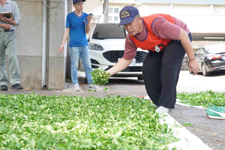 《圖說》透過茶葉評鑑及製茶技術競賽，輔導農民精進技術並生產在地好茶，圖為張宏圩參與全國製茶技術競賽。〈農業局提供〉