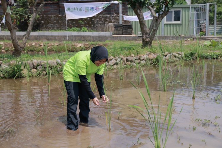 《圖說》水梯田不僅是農業生產場域，更成為市民親近土地、感受農村魅力的自然教室。〈農業局提供〉